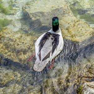 Common Merganser