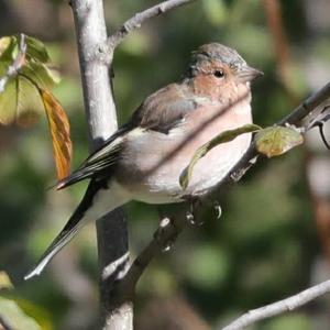 Eurasian Chaffinch