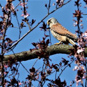 Common Kestrel