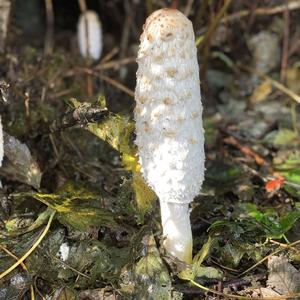 Shaggy Mane