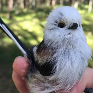 Long-tailed Tit