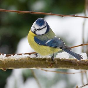 Blue Tit