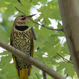 Northern Flicker