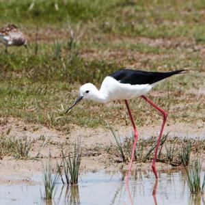 Black-winged Stilt