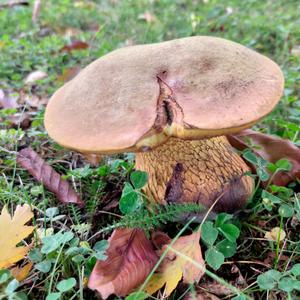 Lurid Bolete