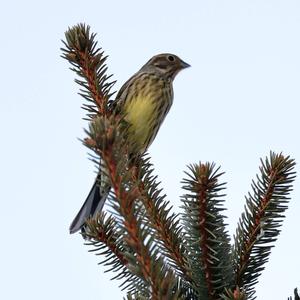 Yellowhammer