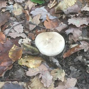 Partridge Mushroom