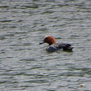 Eurasian Wigeon