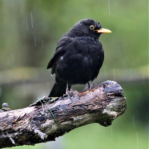 Eurasian Blackbird