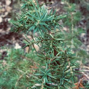 Juniper (Common)