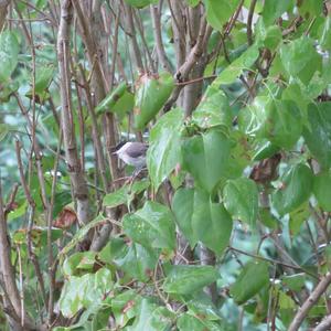 Willow Tit