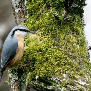 Wood Nuthatch