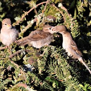 House Sparrow