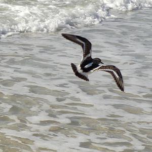 Ruddy Turnstone