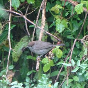 Blackcap