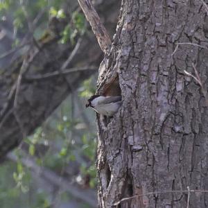 Willow Tit