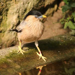 Brahminy Starling