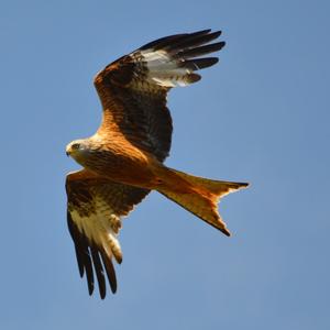 Red Kite