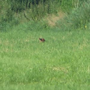 Common Pheasant