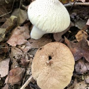 Gem-studded Puffball