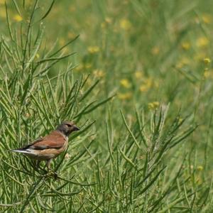 Eurasian Linnet