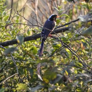 Blue Magpie