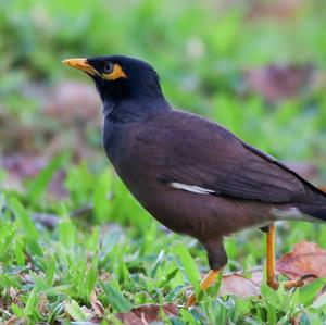 Common Myna