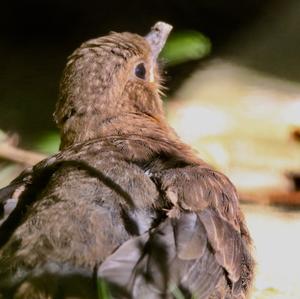 Eurasian Blackbird