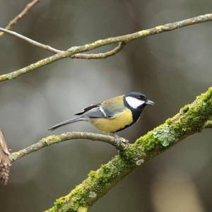 Great Tit