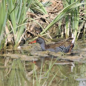 Water Rail