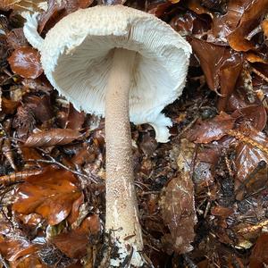 Parasol Mushroom