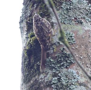 Eurasian Treecreeper