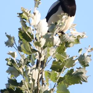 Black-billed Magpie