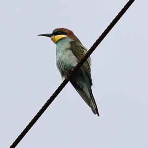 European Bee-eater