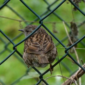 Hedge Accentor