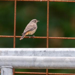 Black Redstart