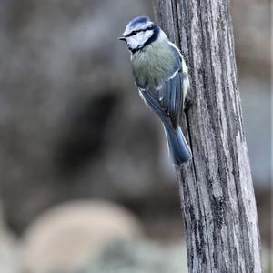 Blue Tit