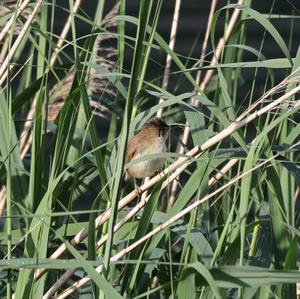 Eurasian Reed-warbler