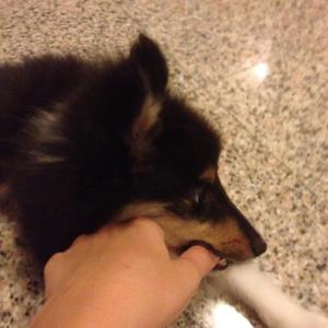 Shetland Sheepdog