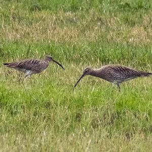 Großer Brachvogel