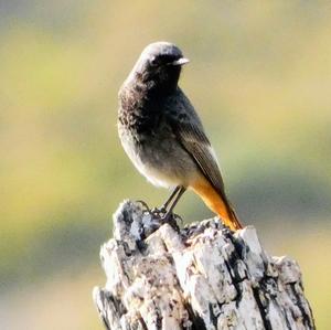 Black Redstart