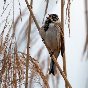 Reed Bunting