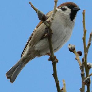 Eurasian Tree Sparrow