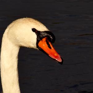 Mute Swan