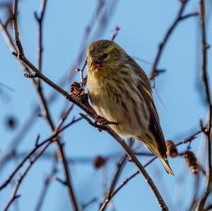 Eurasian Siskin