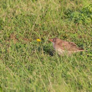 Rosy Starling