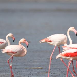 Greater Flamingo