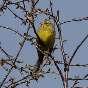 Yellowhammer