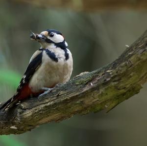 Great Spotted Woodpecker