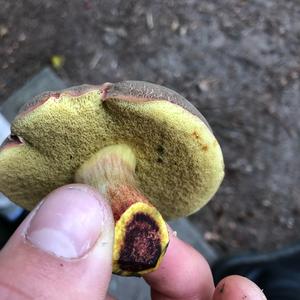 Red-cracked Bolete